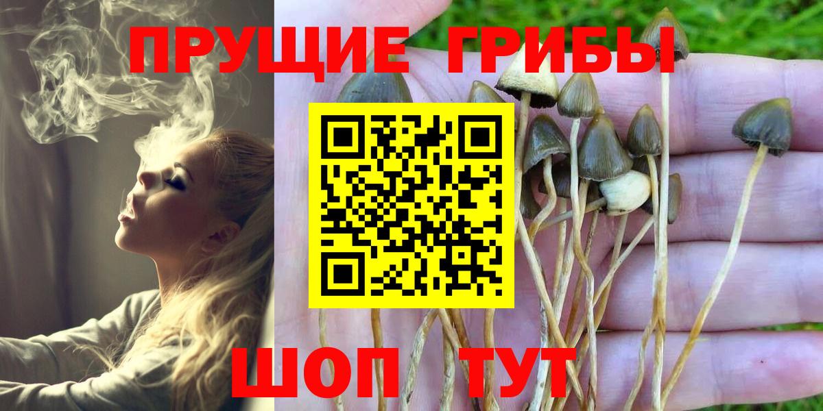 где найти наркотики  Вход с VPN  Губкин  Псилоцибиновые грибы GOLDEN TEACHER 